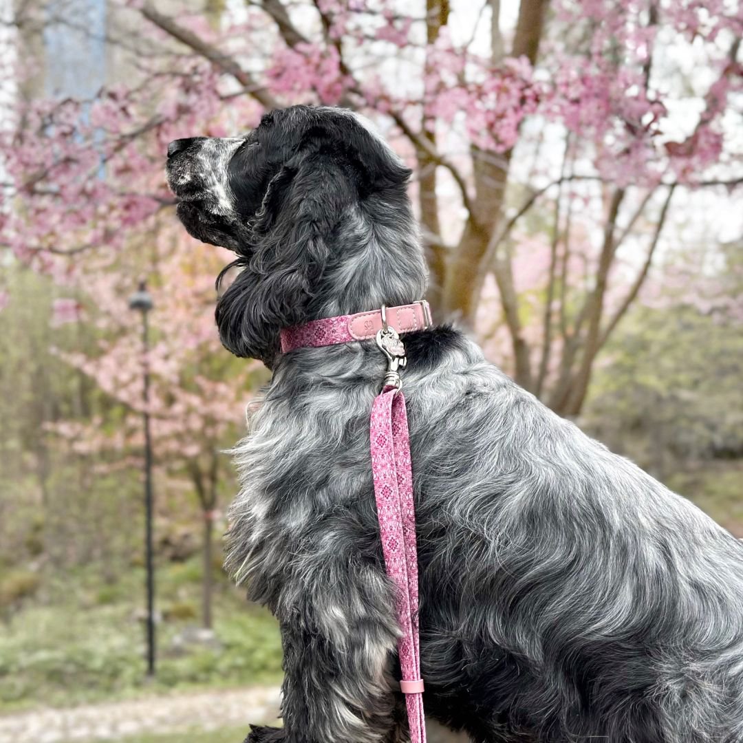 MINLA. Hundehalsband - Sicily